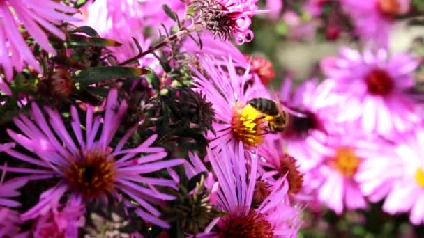 Una abeja recoge néctar dulce — Vídeos de Stock