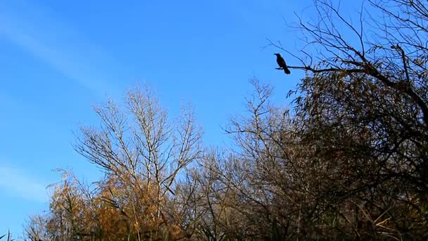 Ворона на ветке — стоковое видео