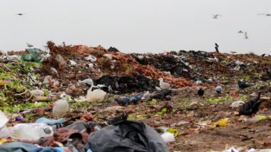 Martı, bir parça ekmek bulundu