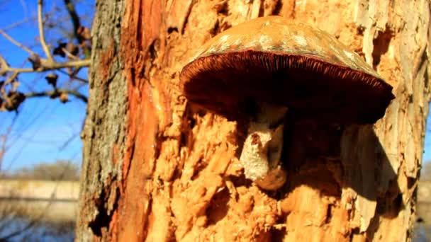 Cogumelo que cresce da árvore — Vídeo de Stock