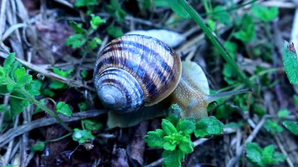 Escargot sur une herbe verte 