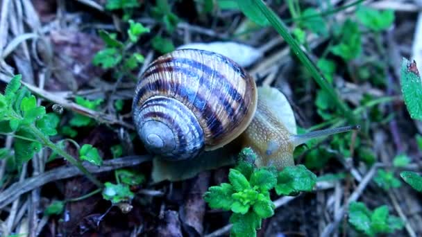 Snail on a green grass — Stock Video