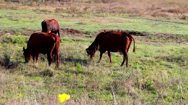 Manada de vacas en un prado — Vídeo de stock