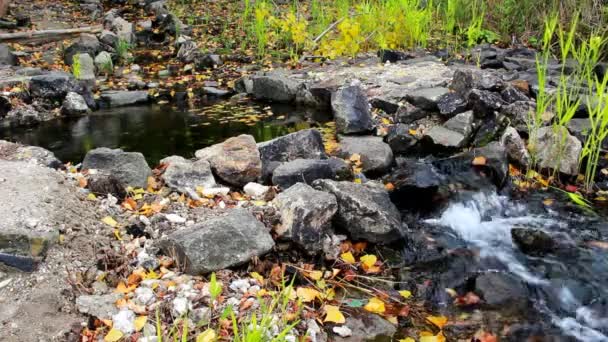 Bron onder bomen en rotsen — Stockvideo