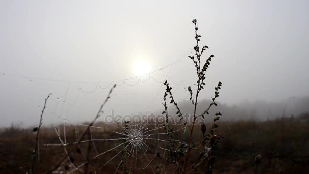 Telaraña en el rocío de la mañana — Vídeo de stock