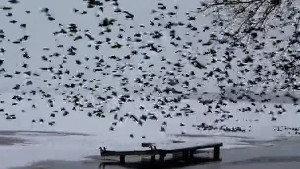 Büyük bir sığırcık sürüsü gökyüzünde kapatır — Stok video