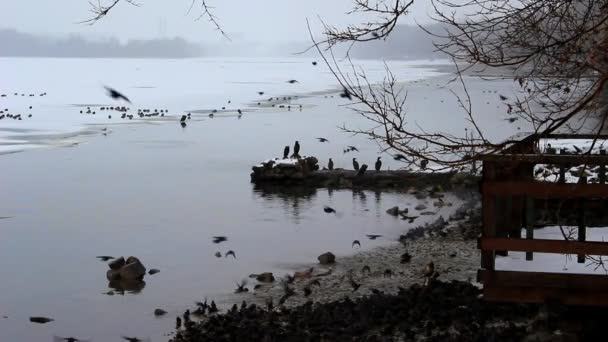 Un troupeau d'étourneaux sur la rive de la rivière — Video