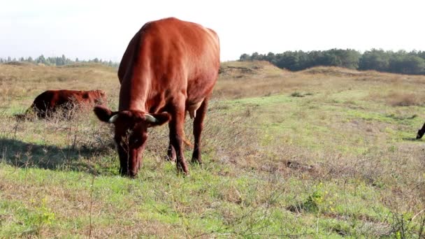 Uma vaca pastora em um prado come os brotos jovens de grama — Vídeo de Stock