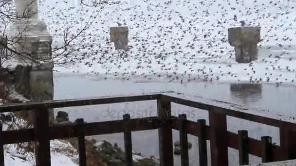 Spreeuwen op de rivier in de winter — Stockvideo