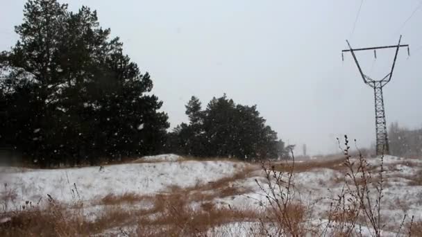 Chute de neige au bord de la forêt — Video