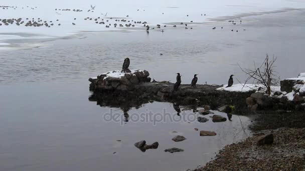Patos en la orilla del río — Vídeo de stock