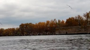 Kanal Kuşlar sürüsü