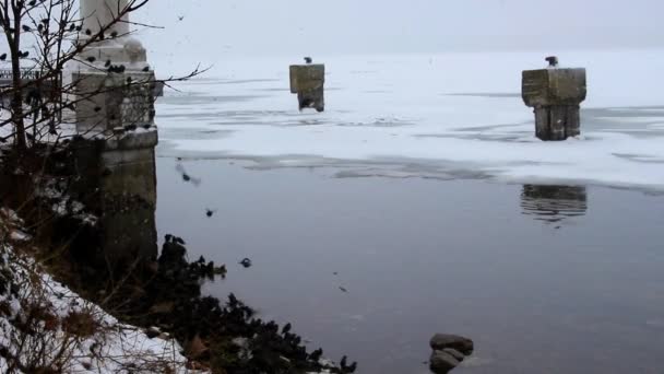 Зграя птахів захоплюється в небі — стокове відео