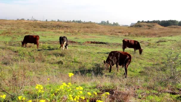 Una manada de vacas pastando en un pasto — Vídeos de Stock