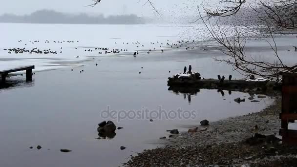 Ein Schwarm Stare und skurrile Gestalten am Himmel — Stockvideo