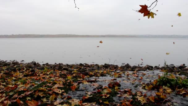 Το φθινόπωρο τα φύλλα πέφτουν στο νερό — Αρχείο Βίντεο