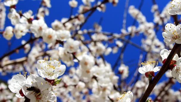 Abeja en la flor de albaricoque — Vídeos de Stock