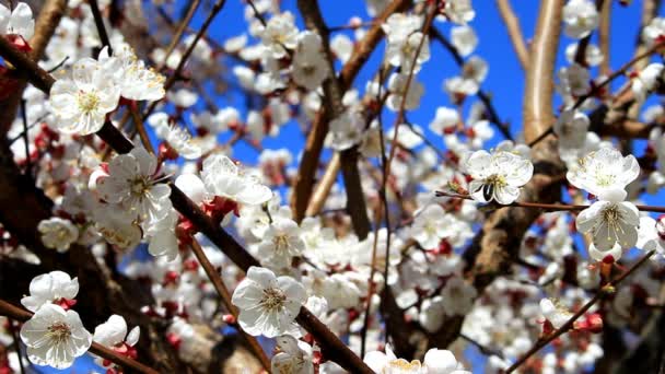 Λουλούδια του βερίκοκου και μέλισσα — Αρχείο Βίντεο