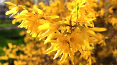 sarı çiçek hor çiçeği