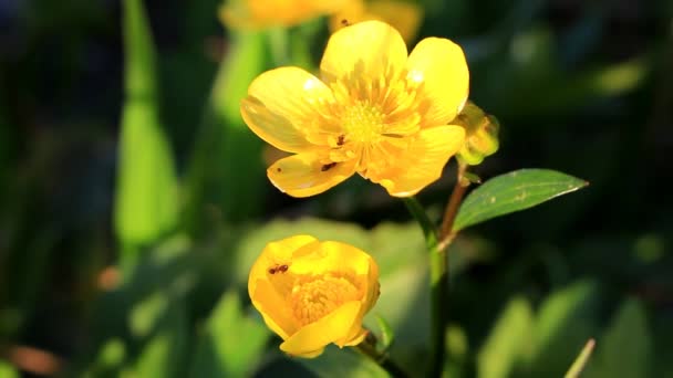 Μυρμήγκια σε ένα κίτρινο λουλούδι — Αρχείο Βίντεο