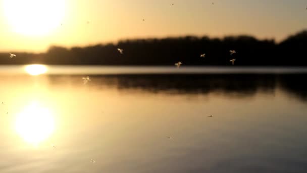 蚊子在河上 — 图库视频影像