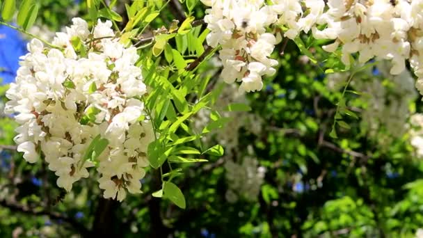 Acacia floreció en el parque — Vídeos de Stock