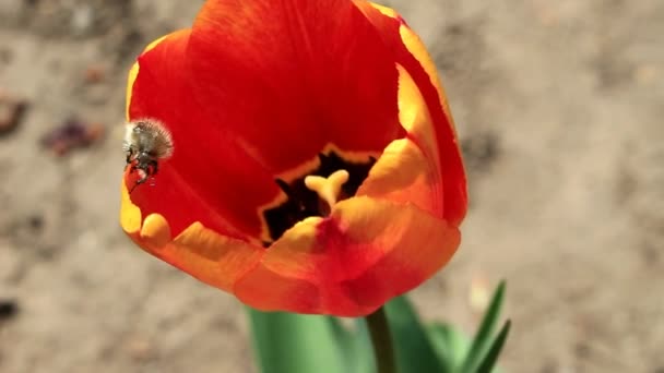 Der Käfer kriecht auf die Blume — Stockvideo