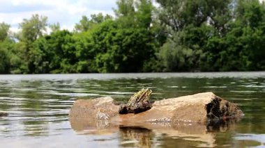 Kurbağa mesafe içine görünüyor