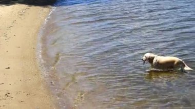 Bir köpek dişlerini bir sopa ile