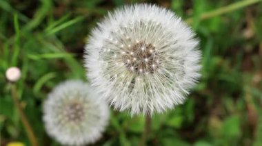 Karahindiba Rüzgar hızıyla