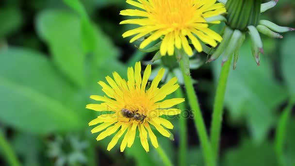 Пчела в желтой пыльце — стоковое видео