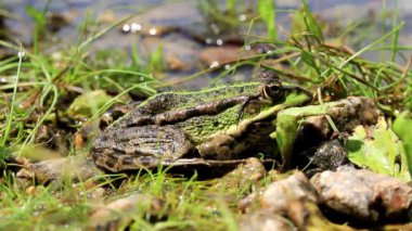 Profilde yeşil kurbağa