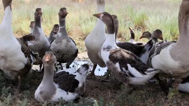 Los gansos salen del lugar de riego — Vídeos de Stock