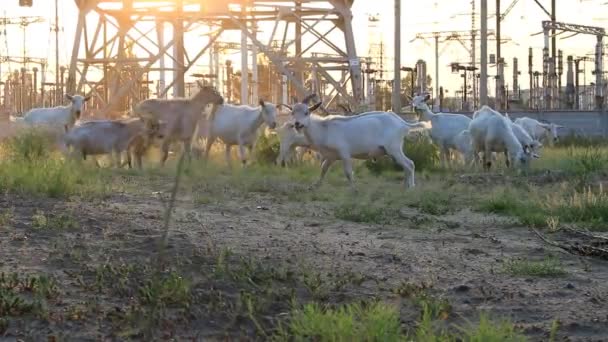 La cabra mastica la hierba — Vídeos de Stock