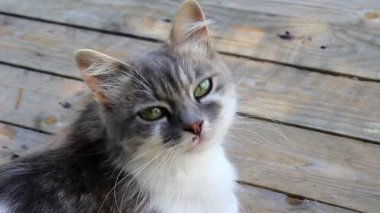 Kameraya bir kedi görünüyor