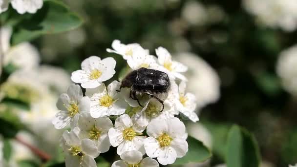 Kever op de bloem van de bruid — Stockvideo