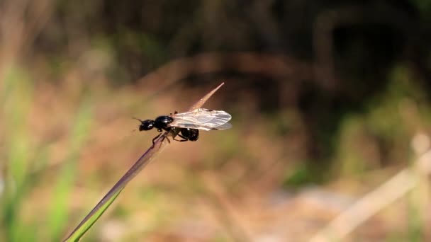 Fourmi noire avec ailes 