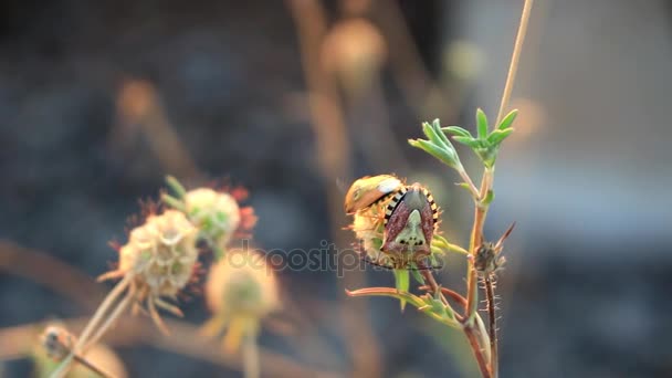 Due coleotteri cercano di accoppiarsi — Video Stock