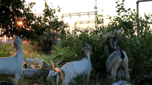 Goats eat foliage — Stock Video