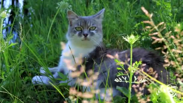 Кот лежит в траве — стоковое видео