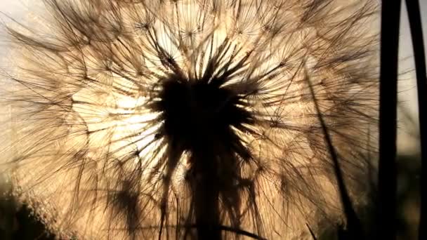 Sun through dandelion — Stock Video