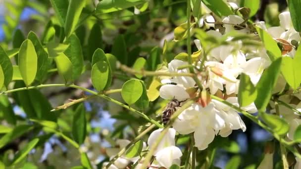 Biene und Akazienblüten — Stockvideo