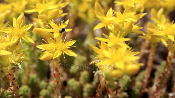 Чорний жук на жовтих квітах — стокове відео