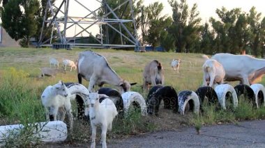 Küçük keçi oynanır