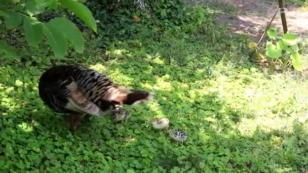 Pavo salvaje con su cría — Vídeo de stock