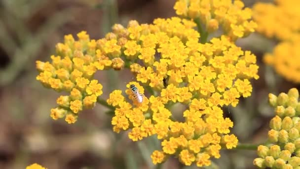 Ape selvatica su un fiore giallo — Video Stock