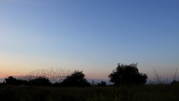 Vögel fliegen an der Herde vorbei — Stockvideo