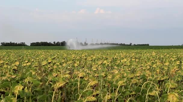 Bewässerungssystem für Felder — Stockvideo