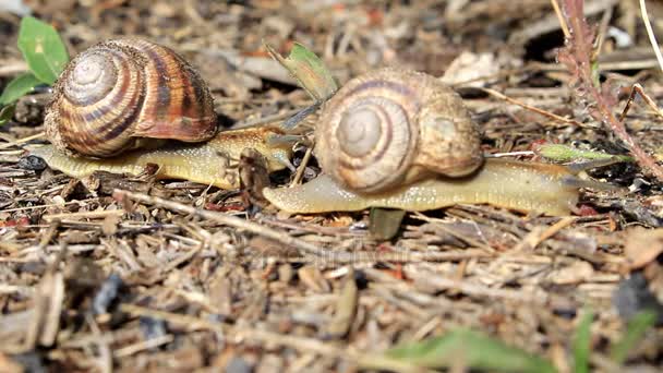 Escargots rampant autour du champ — Video