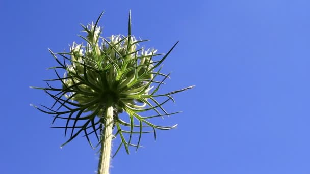 Una flor mira al cielo — Vídeos de Stock